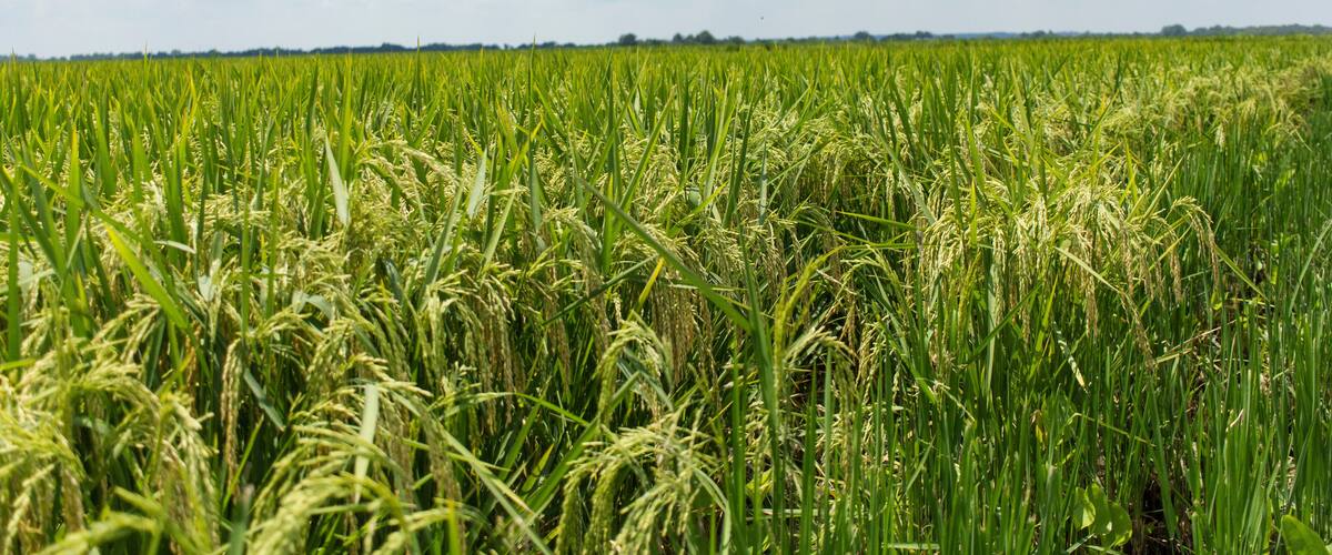 A vast field of green crops under a partly cloudy sky.