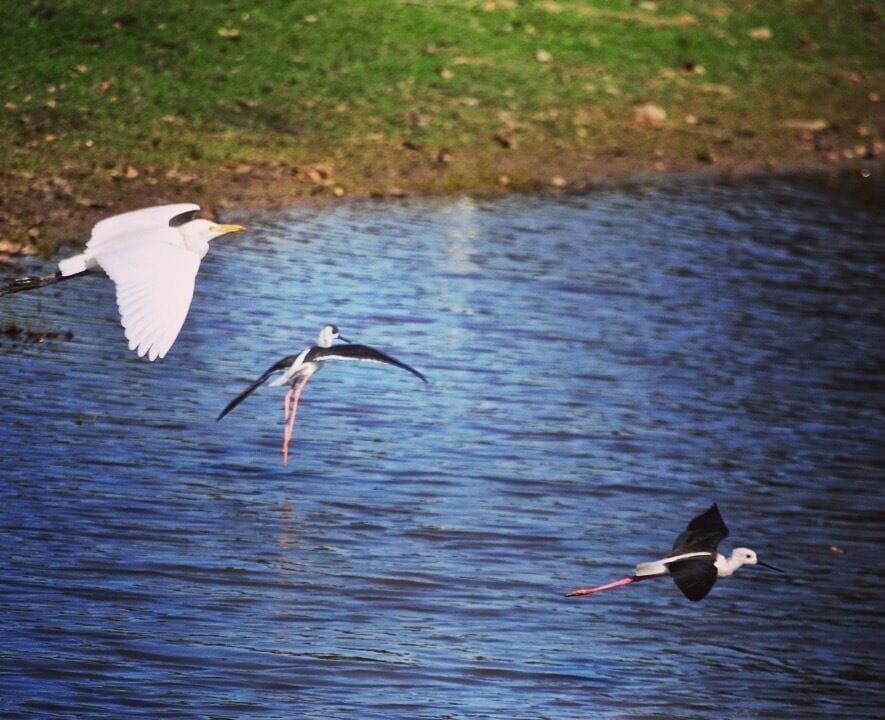 Nature's ballad in the wild...spring has come 
#springfun