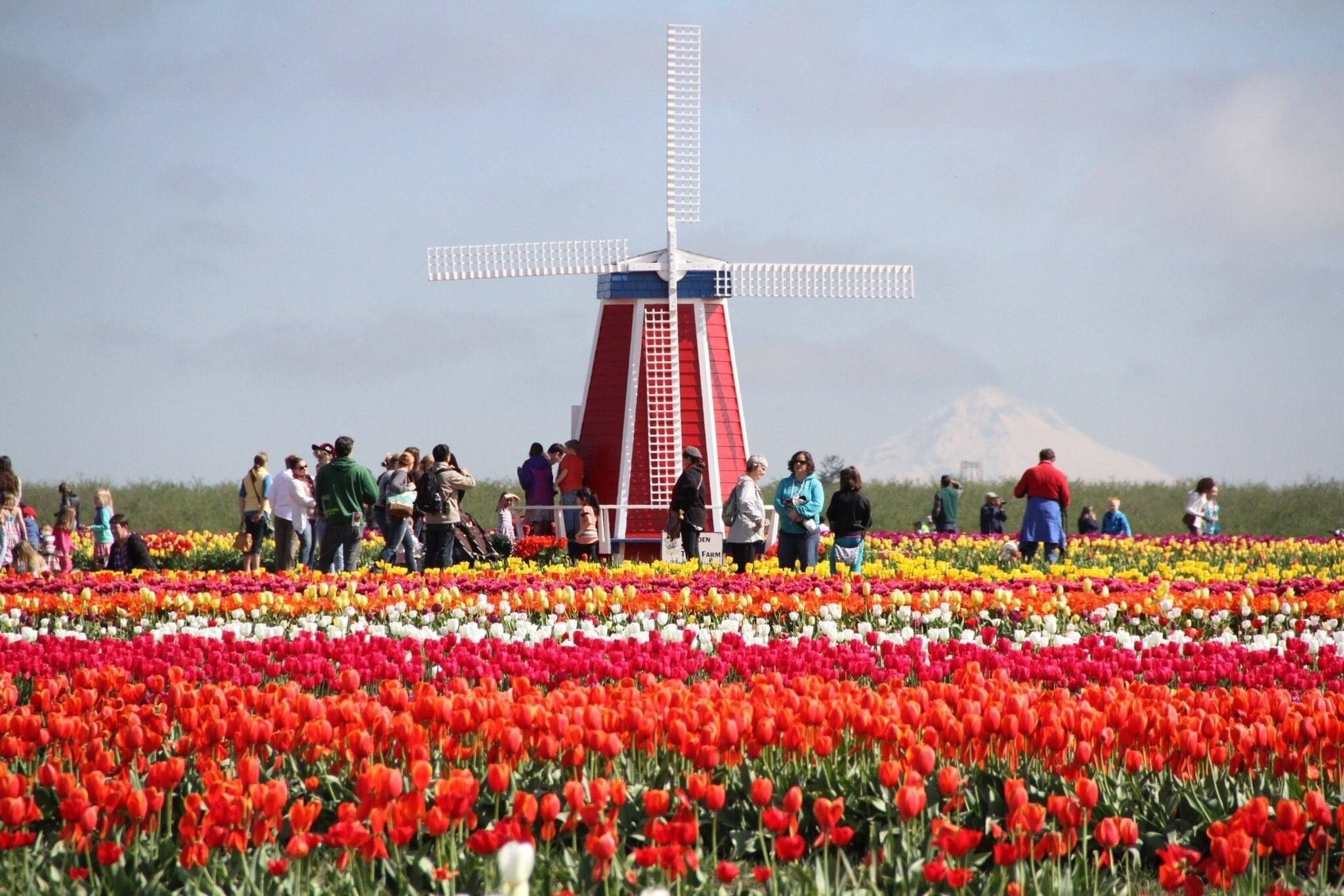 A windmill in a field of colorful tulips with a mountain in the background.