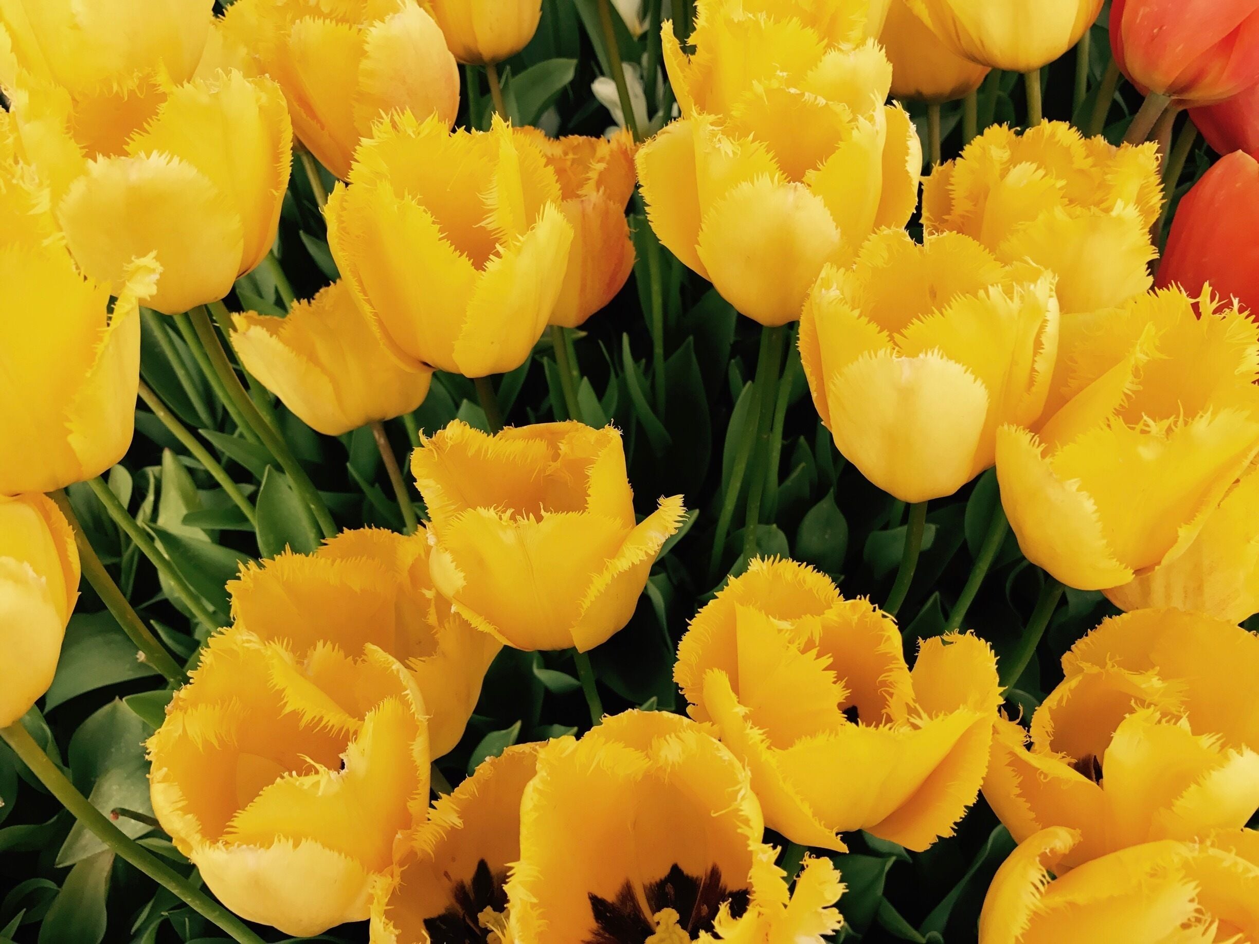 Splash of color for some #springfun 