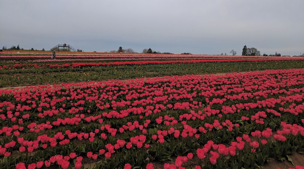 #pattern #lifeatexpedia
Taken at tulips gardens woodburn.