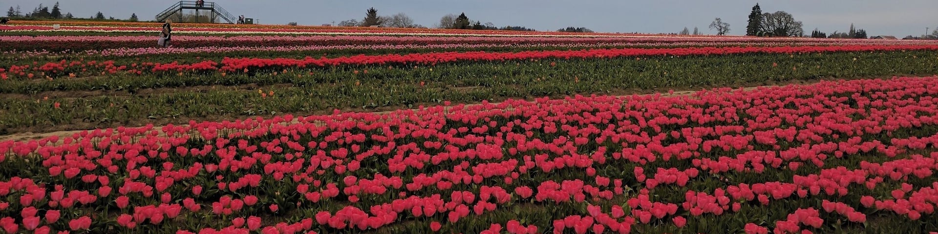 #pattern #lifeatexpedia
Taken at tulips gardens woodburn.