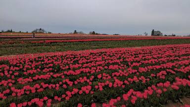 #pattern #lifeatexpedia
Taken at tulips gardens woodburn.