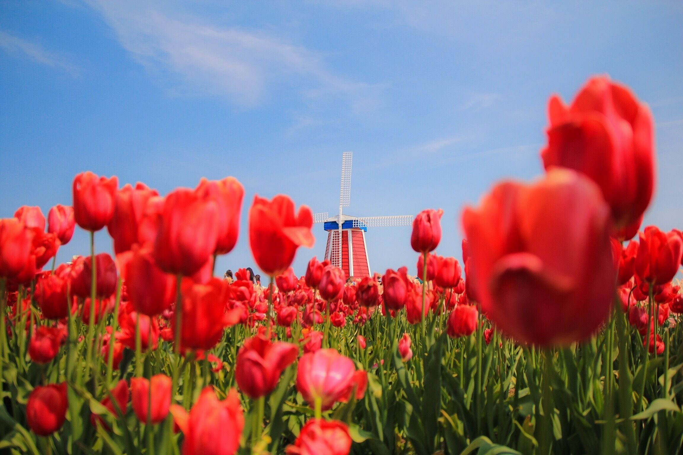 A field of red tulips in front of a windmill.