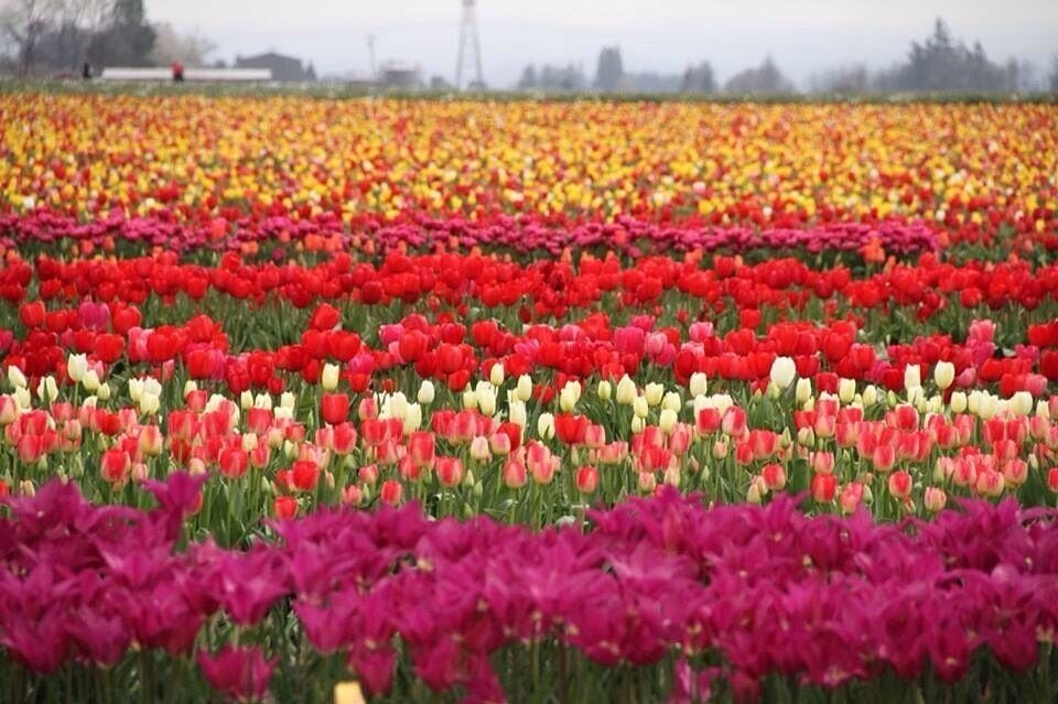 A tulip field with rows of red, white, and pink tulips.