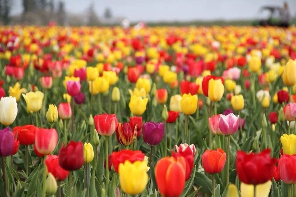 A field of tulips in various colors.