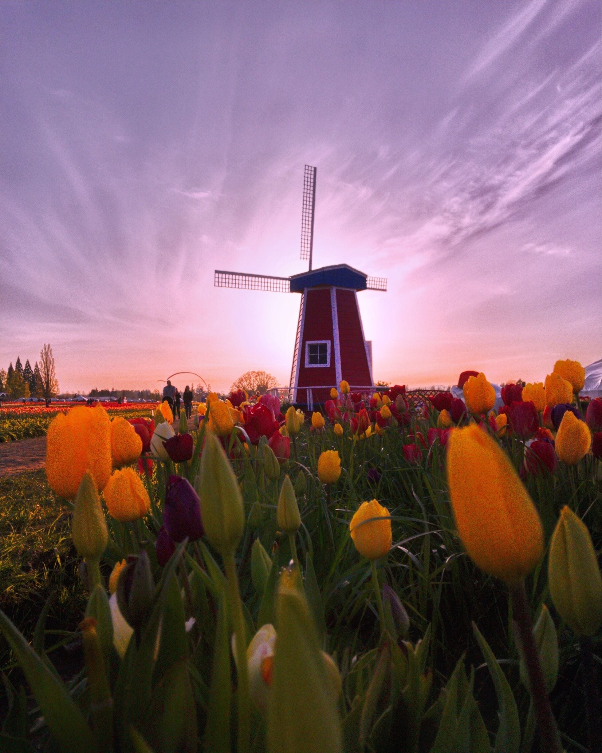 A windmill in a field of tulips at sunset.