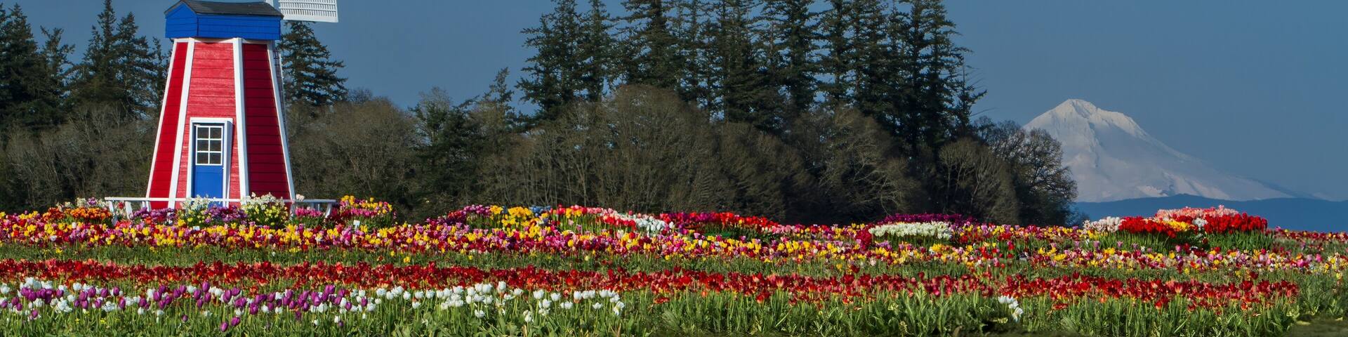 A tulip field with Mt Hood and a Dutch style windmill, Woodburn Oregon