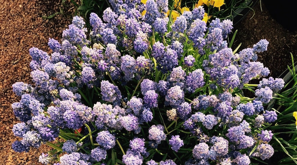 #springfun in full bloom