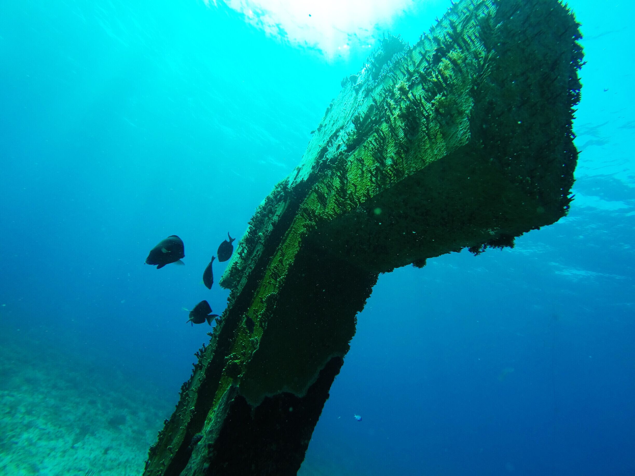 Diving. Cruz de la bahía, Isla Mujeres.