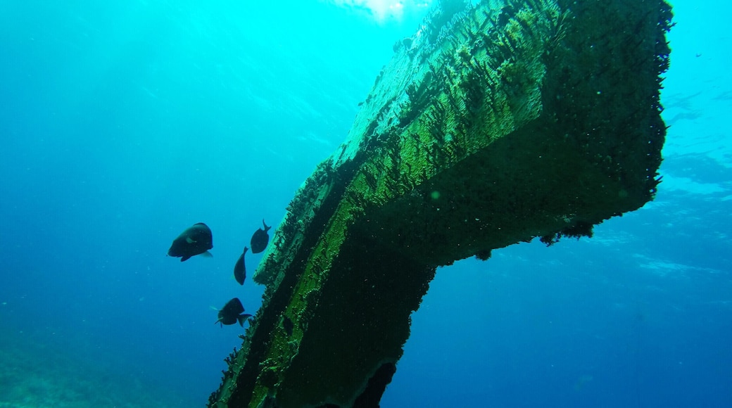 Diving. Cruz de la bahía, Isla Mujeres.