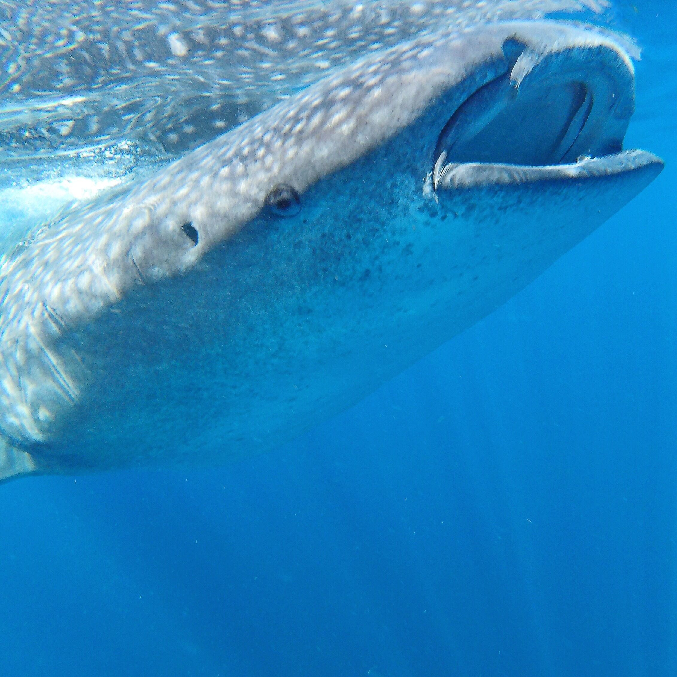 Un requin-baleine nageant sous l’eau.
