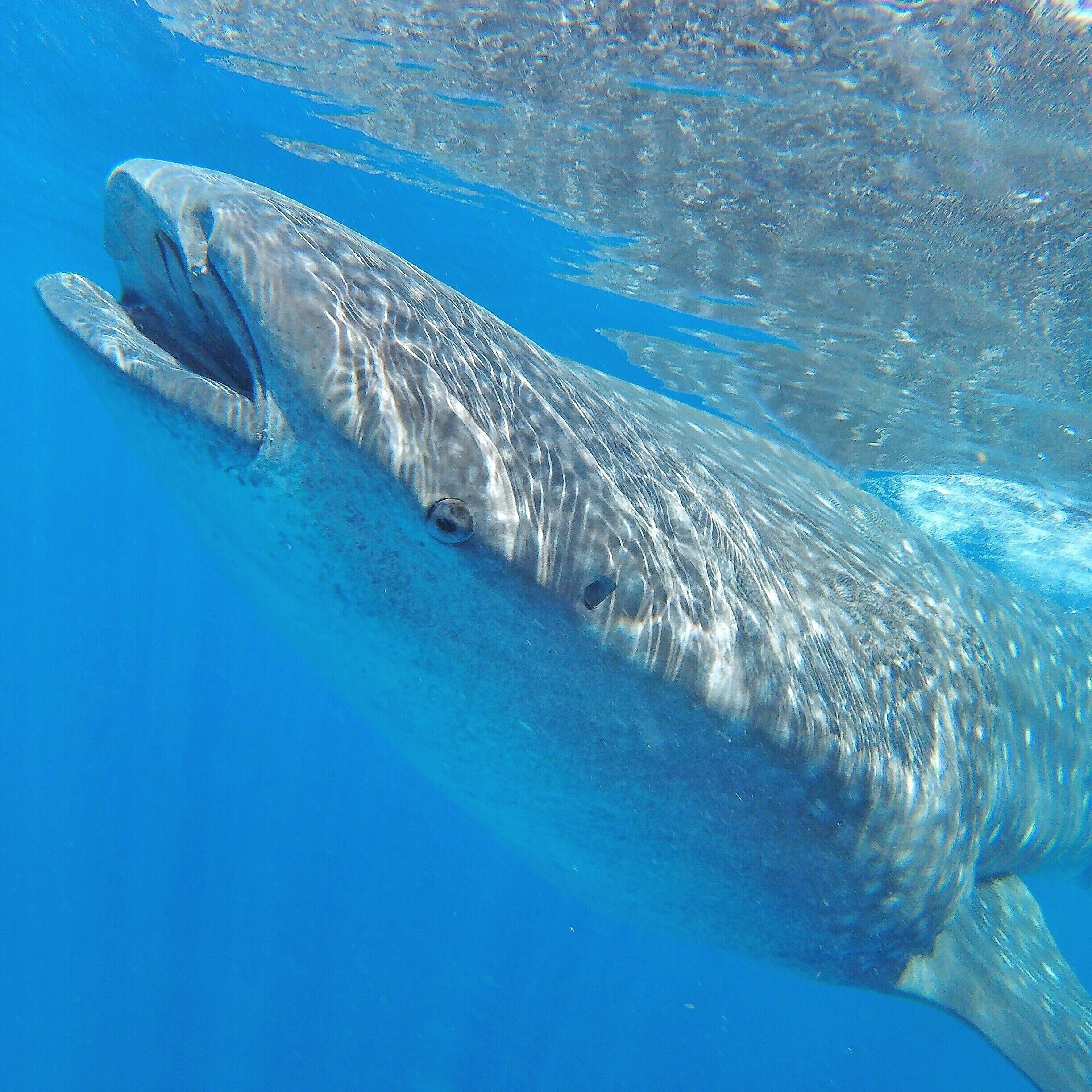 Swimming alongside these gentle giants of the ocean was an unforgettable experience! They're surprisingly fast too, from the surface it just looks like they're cruising around but once you jump in you soon realise how quick they're moving! 🐋☀️🐠🐟😀
#GoPro #HERO4Session #GoProAU #mexico #islamujeres #whalesharks