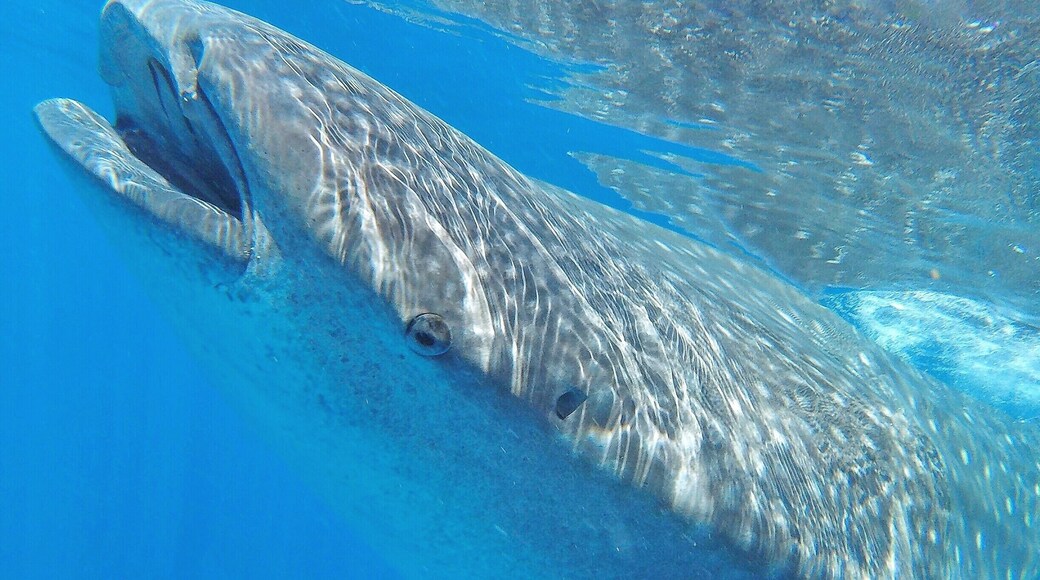 Swimming alongside these gentle giants of the ocean was an unforgettable experience! They're surprisingly fast too, from the surface it just looks like they're cruising around but once you jump in you soon realise how quick they're moving! 🐋☀️🐠🐟😀
#GoPro #HERO4Session #GoProAU #mexico #islamujeres #whalesharks