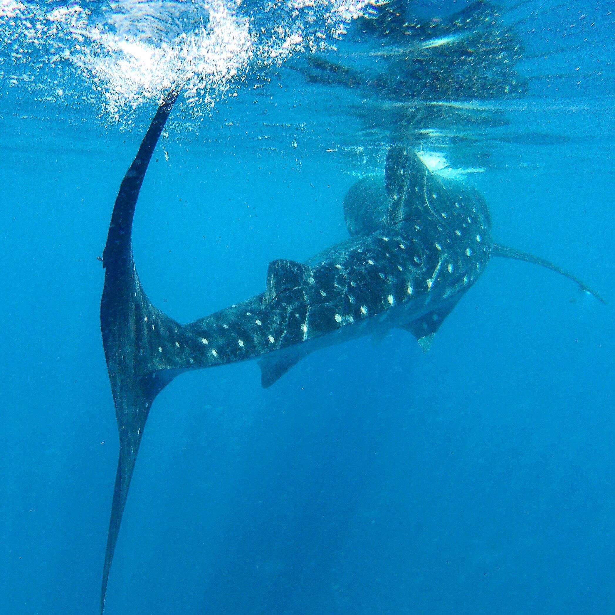 With the flick of her tail she was gone! 🐋 Can't believe it's been a few weeks since we swam with these amazing whale sharks and we're already back home. Luckily this week's a short one and we're heading back out to the Great Barrier Reef next weekend! ☀️🐢🐠🐟🌴😀
#GoPro #GoProAU #GoProMoments #Mexico #whalesharks 