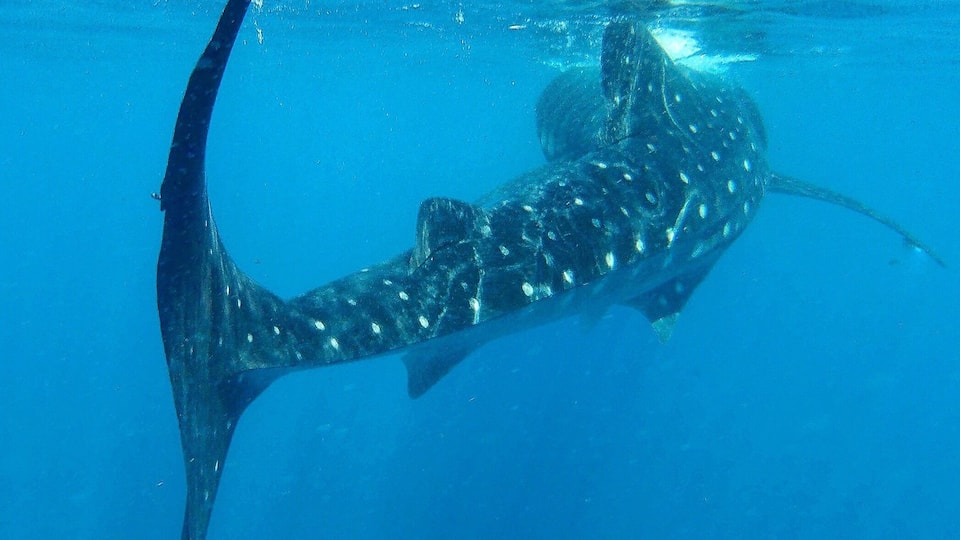 With the flick of her tail she was gone! 🐋 Can't believe it's been a few weeks since we swam with these amazing whale sharks and we're already back home. Luckily this week's a short one and we're heading back out to the Great Barrier Reef next weekend! ☀️🐢🐠🐟🌴😀
#GoPro #GoProAU #GoProMoments #Mexico #whalesharks