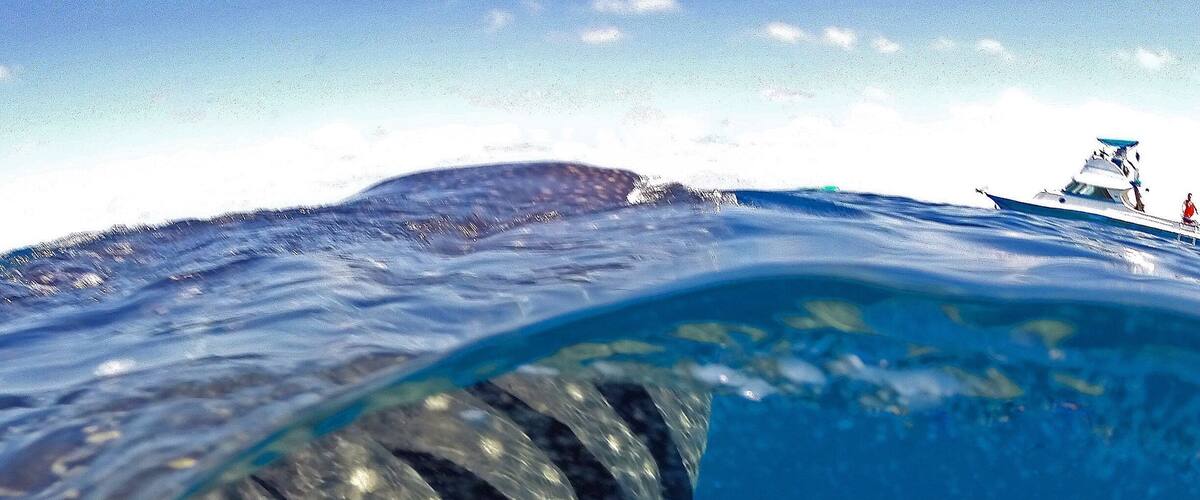 Happy Friday! đ One of my favourite shots from our swim with the whale sharks off Isla Mujeres, loved swimming alongside them as they came up to feed on the surface! đ Such an awesome experience I'm looking to swim with whales again now we're back home, does anyone know if are there many tours here in @queensland that do this with the humpbacks? âïžđ đđŽđ
#GoPro #GoProAU #whalesharks