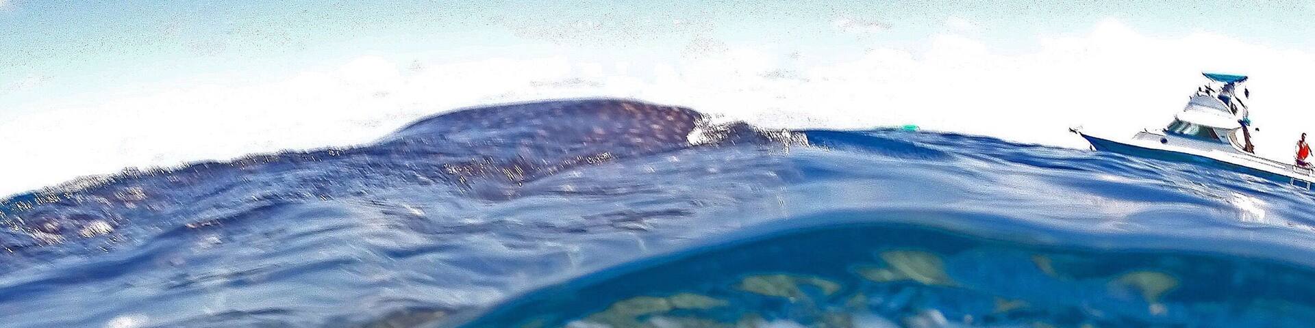 Happy Friday! 😀 One of my favourite shots from our swim with the whale sharks off Isla Mujeres, loved swimming alongside them as they came up to feed on the surface! 🐋 Such an awesome experience I'm looking to swim with whales again now we're back home, does anyone know if are there many tours here in @queensland that do this with the humpbacks? ☀️🐠🐟🌴😀
#GoPro #GoProAU #whalesharks