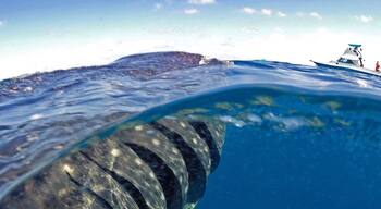 Happy Friday! 😀 One of my favourite shots from our swim with the whale sharks off Isla Mujeres, loved swimming alongside them as they came up to feed on the surface! 🐋 Such an awesome experience I'm looking to swim with whales again now we're back home, does anyone know if are there many tours here in @queensland that do this with the humpbacks? ☀️🐠🐟🌴😀
#GoPro #GoProAU #whalesharks