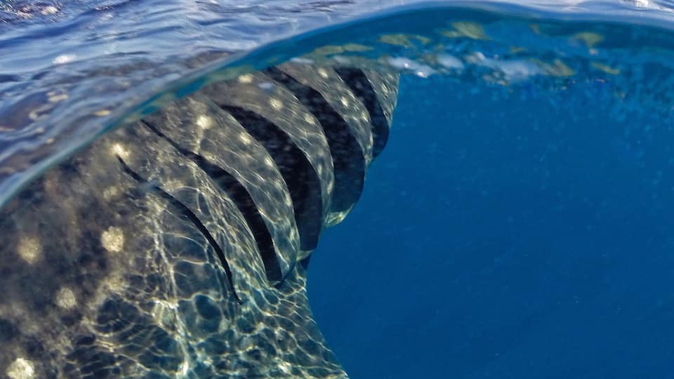 Happy Friday! 😀 One of my favourite shots from our swim with the whale sharks off Isla Mujeres, loved swimming alongside them as they came up to feed on the surface! 🐋 Such an awesome experience I'm looking to swim with whales again now we're back home, does anyone know if are there many tours here in @queensland that do this with the humpbacks? ☀️🐠🐟🌴😀
#GoPro #GoProAU #whalesharks
