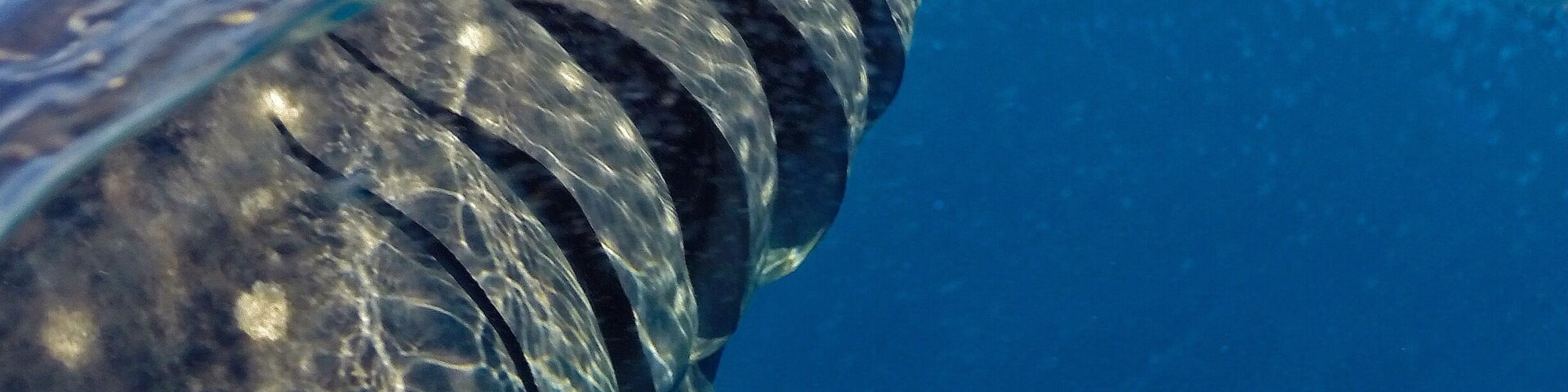 Happy Friday! 😀 One of my favourite shots from our swim with the whale sharks off Isla Mujeres, loved swimming alongside them as they came up to feed on the surface! 🐋 Such an awesome experience I'm looking to swim with whales again now we're back home, does anyone know if are there many tours here in @queensland that do this with the humpbacks? ☀️🐠🐟🌴😀
#GoPro #GoProAU #whalesharks