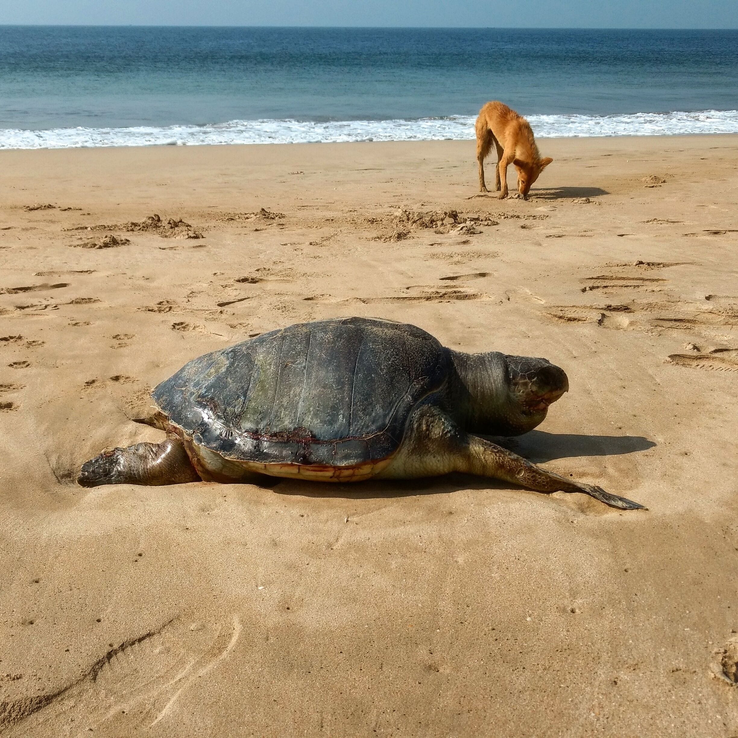 A pristine beach by the road.. no one for company save this dead turtle and this curious doggy. Poor thing must have got caught in a fisherman's net... Makes it all the more important to eat sustainably sourced seafood #beachbound 