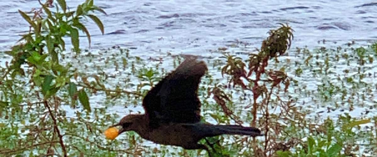 Happiness is...... a berry to eat.