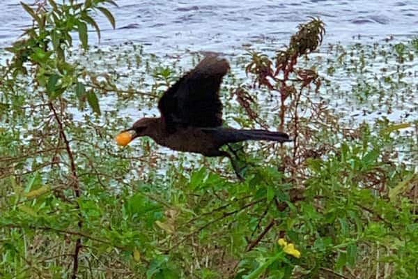 Ein Vogel mit gelbem Schnabel fliegt über Wasser.
