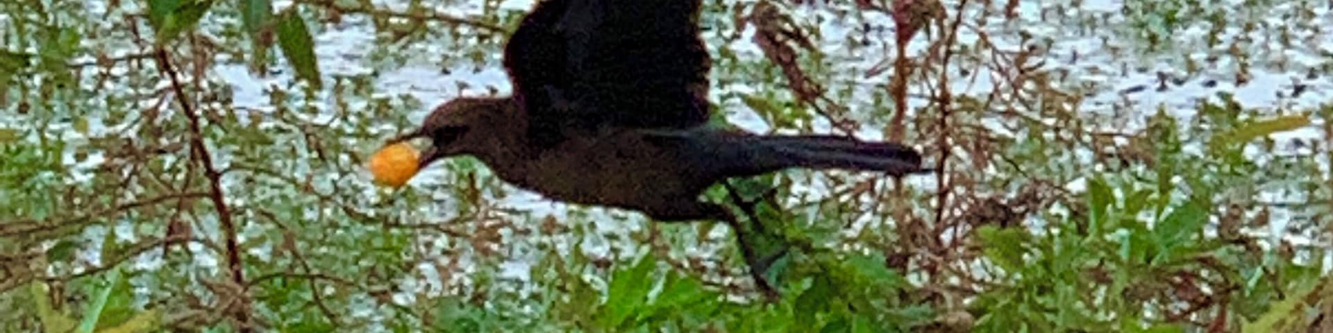 Happiness is...... a berry to eat.