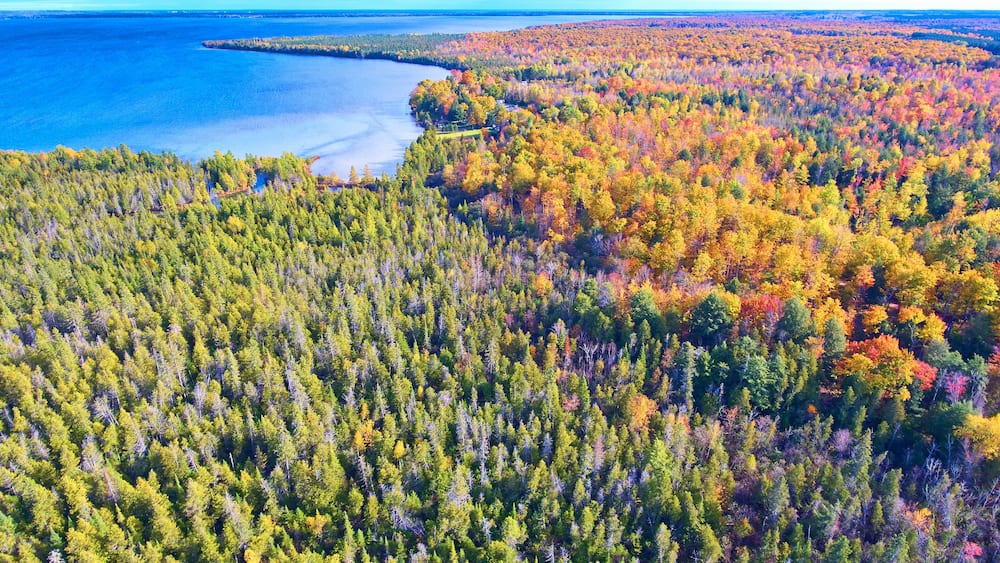A dense forest with a lake and a peninsula.