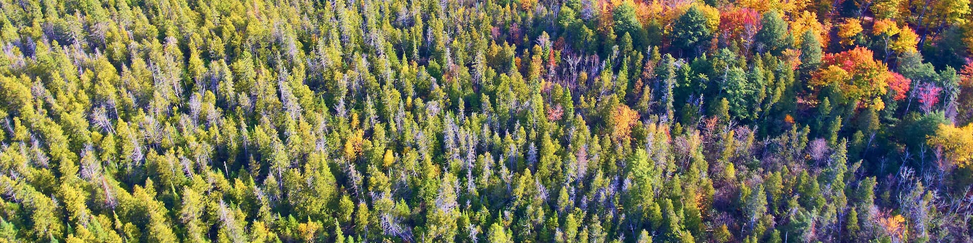 Aerial Autumn Forest and Lake Reflections in Michigan