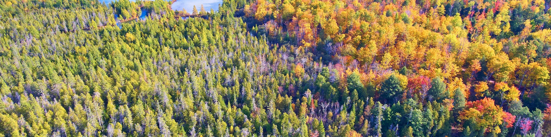 Un bosque denso con un lago y una península.