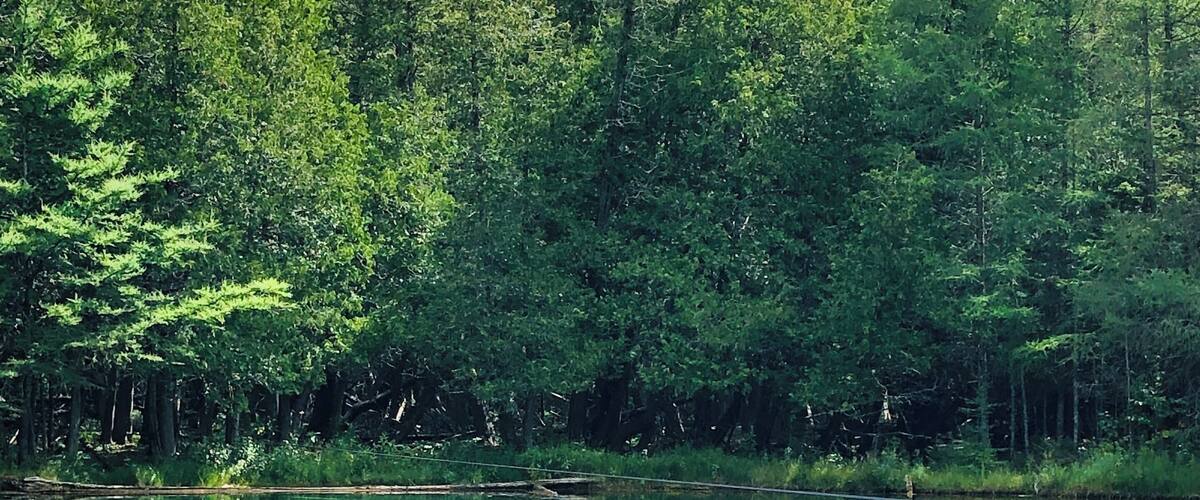 A clear lake surrounded by dense green forest.