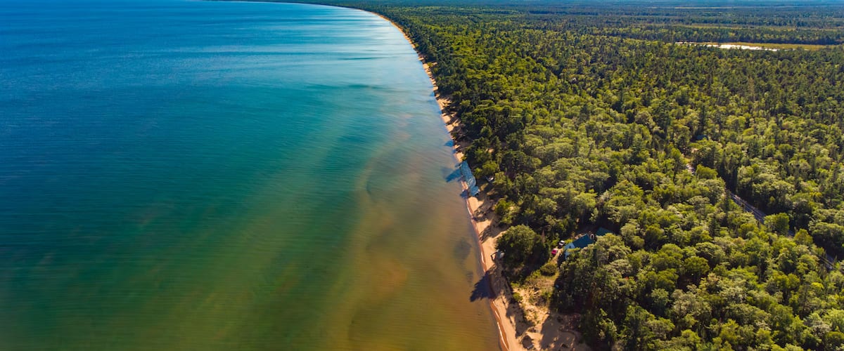 A coastal forest with a clear blue sea and a sandy beach.