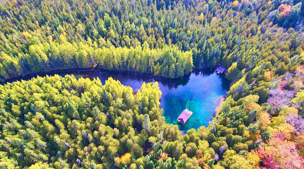 Vista aérea de un bosque con un lago azul cristalino rodeado de árboles frondosos.
