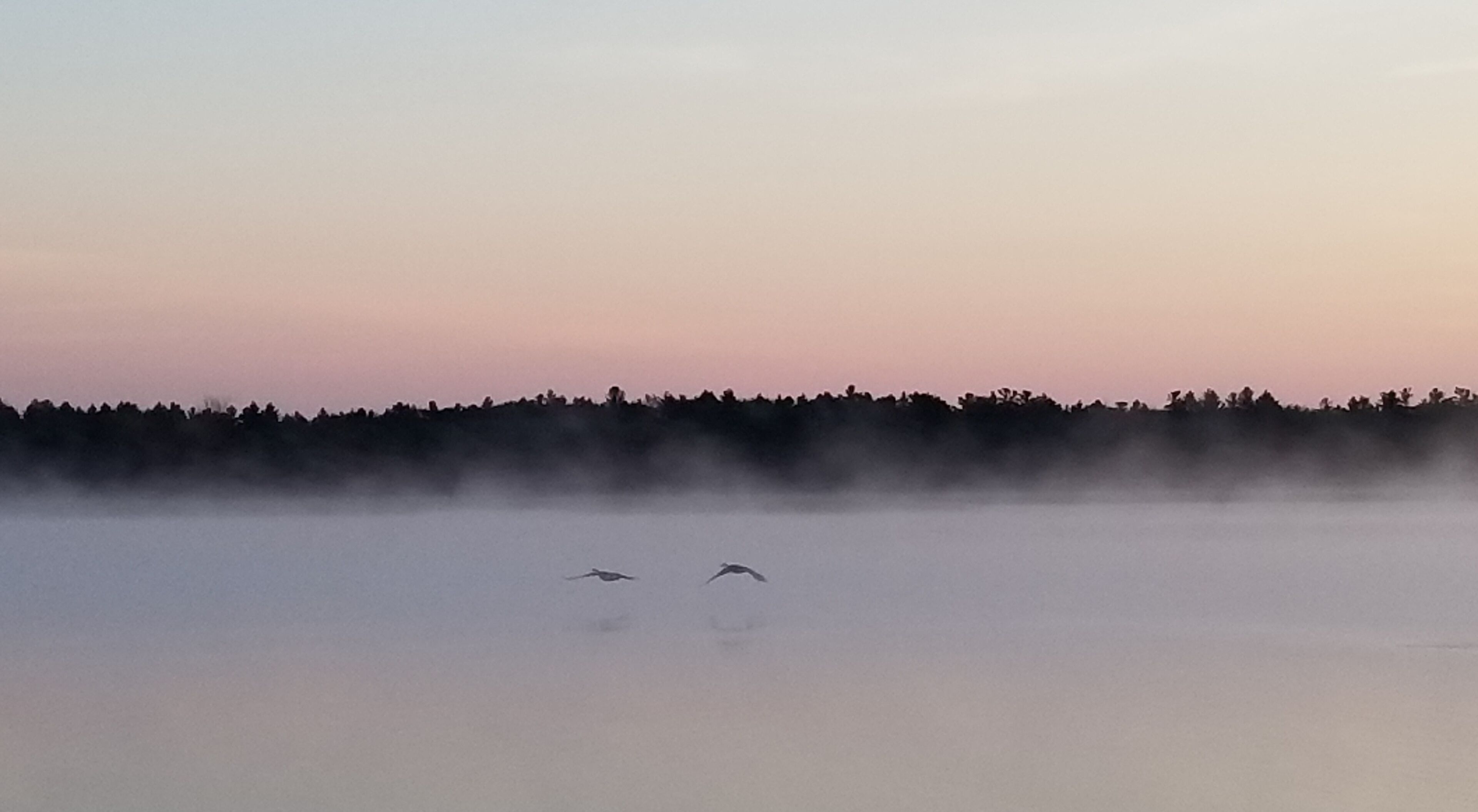 Two geese taking an early flight on a foggy morning. 