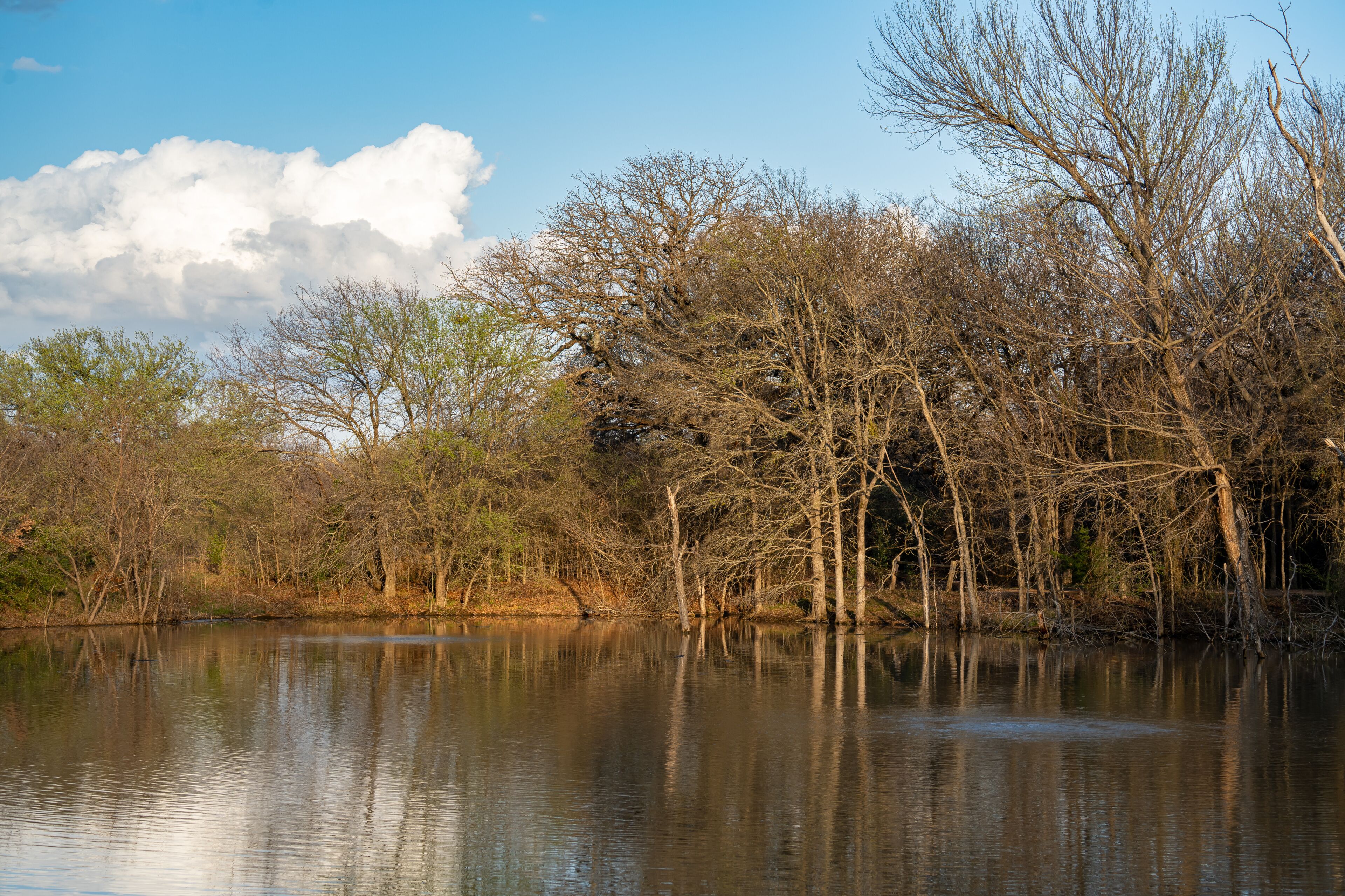 Lake and Trees at Cedar Hill State Park