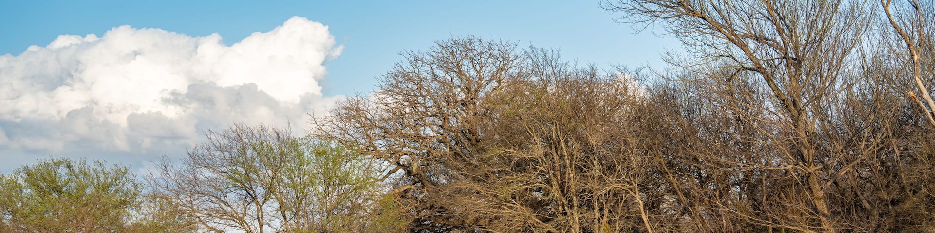 Lake and Trees at Cedar Hill State Park