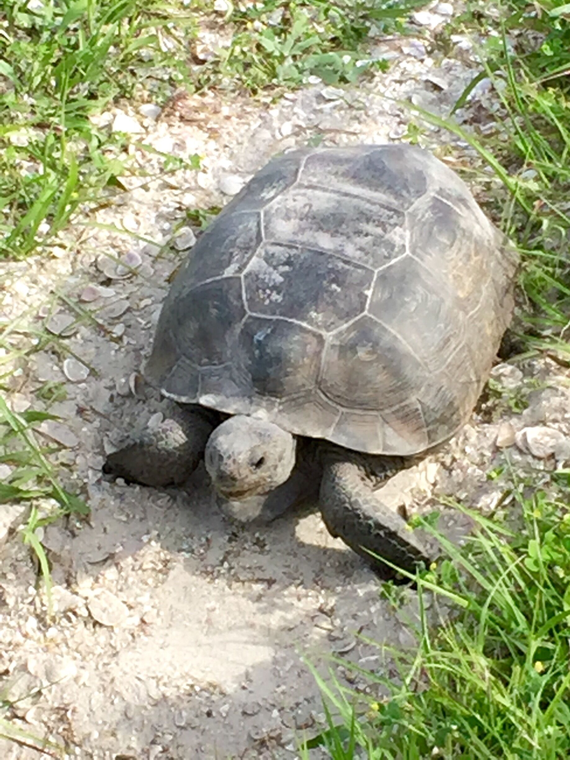 Gopher turtle... Really cool turtle...