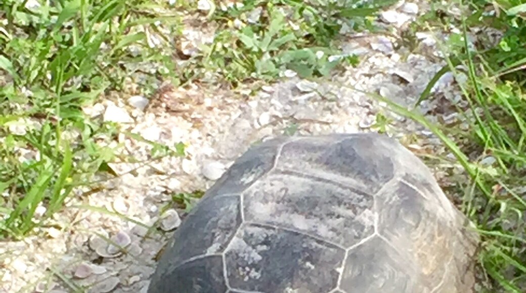 Gopher turtle... Really cool turtle...