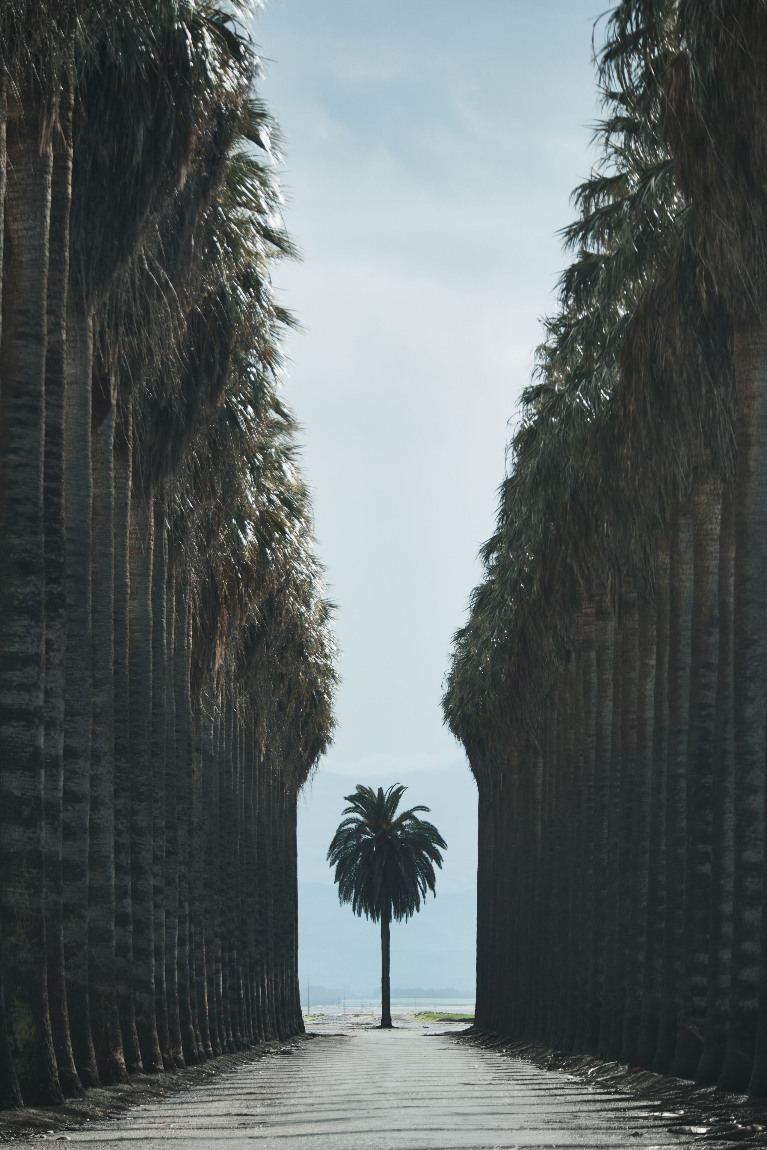 Palm Lined Street in the Central Valley