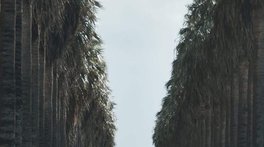 Palm Lined Street in the Central Valley