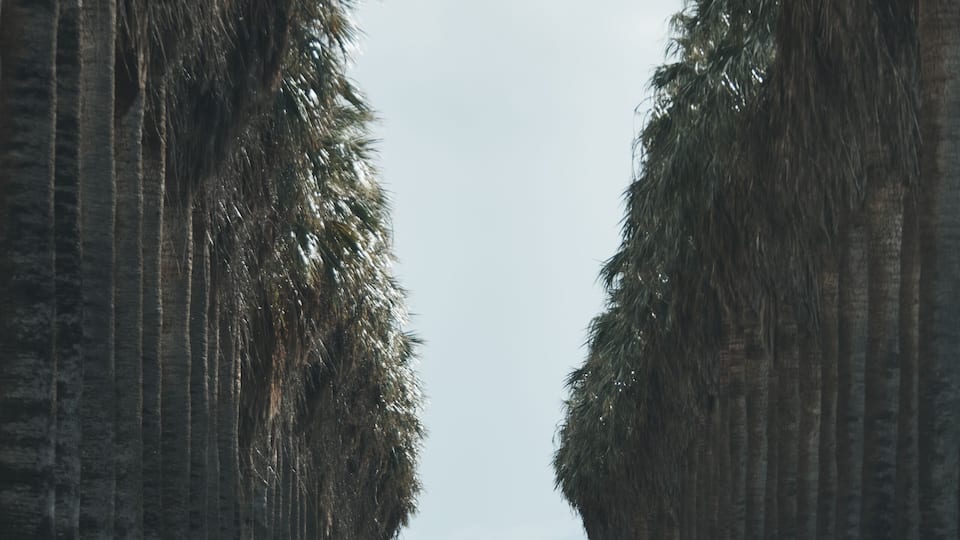 Palm Lined Street in the Central Valley