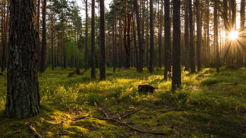 A dense forest with tall trees and sunlight filtering through.
