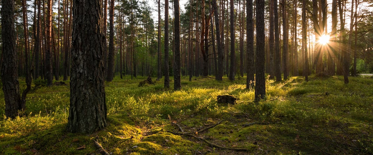 A dense forest with tall trees and sunlight filtering through.