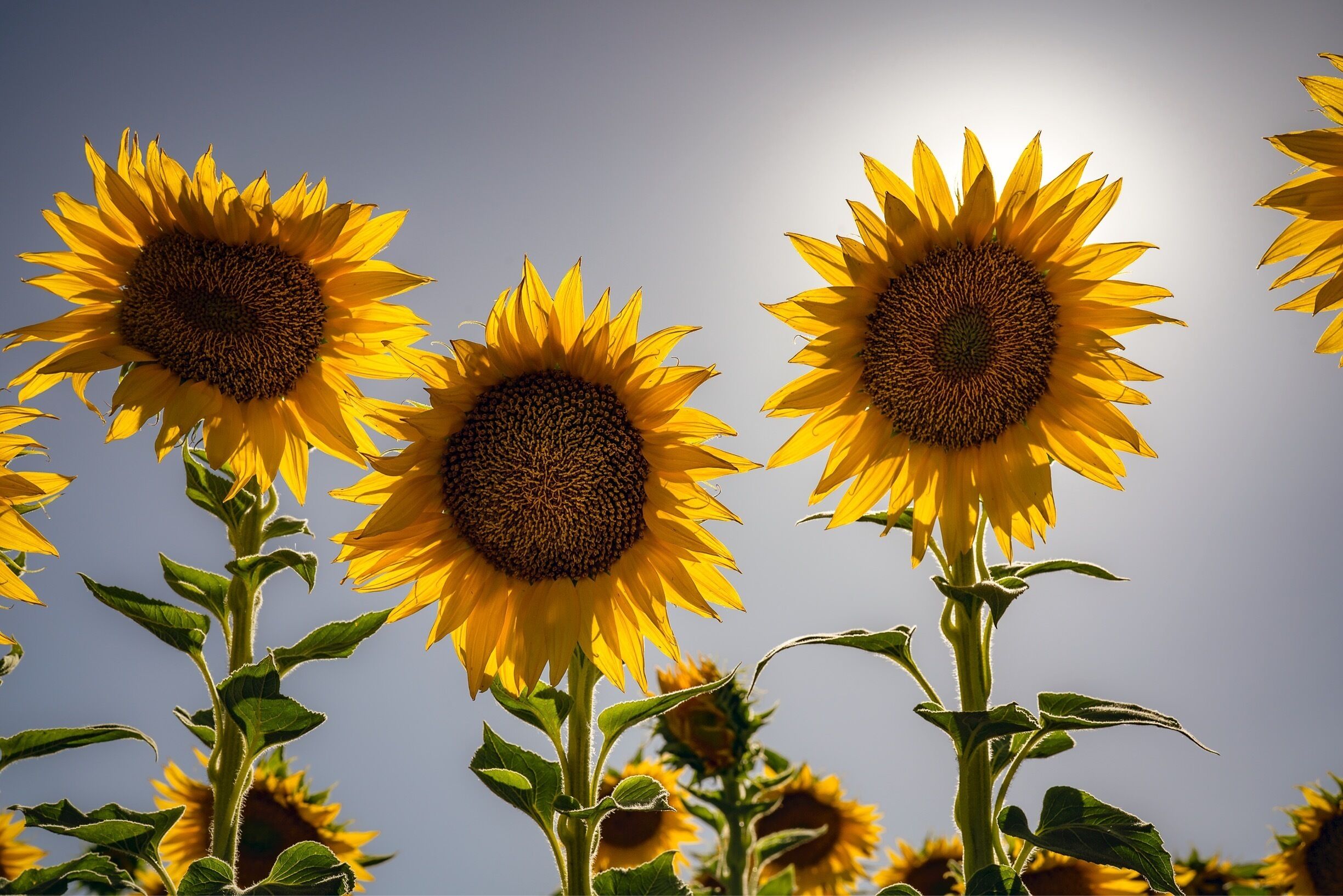 Love the sunflowers when they bloom late June early July. 