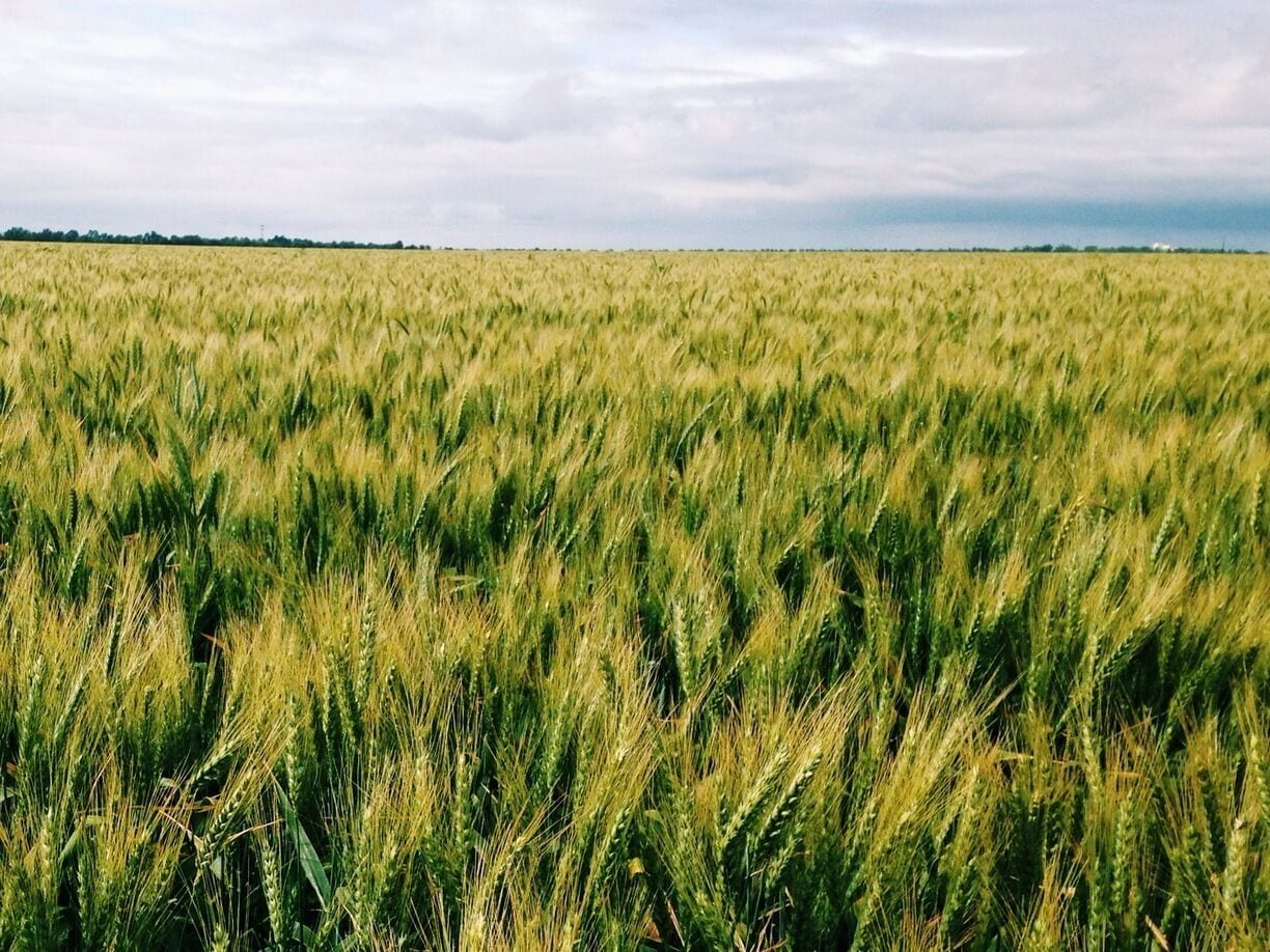This area has a lot of agriculture. This field is from spring. In summer there are sunflower and tomato fields. Also in the area are many orchards-- olives, peach, almond, walnut.  If entering fields be careful to look for water lines and any warnings regarding pesticides.  Get on any country road around Woodland. I can recommend those between Woodland and Davis. Also, there are fields around the town of Winters. 