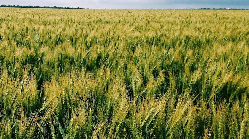 This area has a lot of agriculture. This field is from spring. In summer there are sunflower and tomato fields. Also in the area are many orchards-- olives, peach, almond, walnut. If entering fields be careful to look for water lines and any warnings regarding pesticides. Get on any country road around Woodland. I can recommend those between Woodland and Davis. Also, there are fields around the town of Winters.