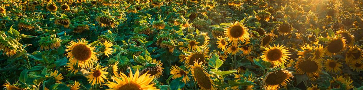 Sunflower Field at Sunset