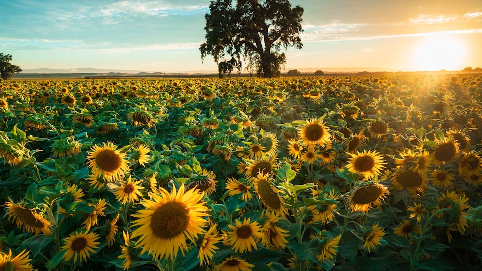 A sunflower field with a large tree in the background.